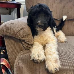Birdie - Parti female Goldendoodle puppy in Greensboro, Georgia from B’s Doodles