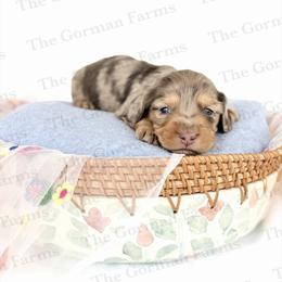 Edin - Dapple female Dachshund puppy in Greenville, North Carolina from The Gorman Farms