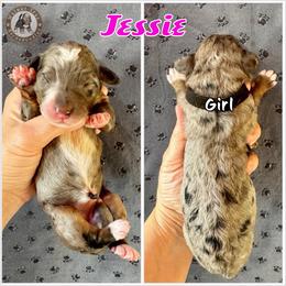 Jessie - Blue merle female Bernedoodle puppy in Banner Elk, North Carolina from Walnut Tree Bernedoodles