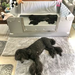Poodle Puppies from Linden Poodles