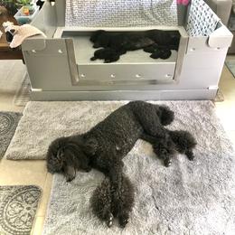 Poodle Puppies from Linden Poodles