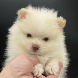Yetti - Cream male Pomeranian puppy in Franklin, North Carolina from A&J Cutie Pawtooties