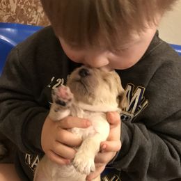 Goldendoodle Puppies from Beary GoldenDoodles
