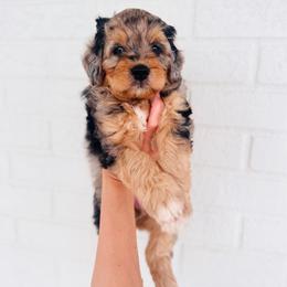 Blossom - Merle female Bernedoodle puppy in Dunnellon, Florida from Sweet Honey Doodles