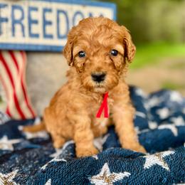 Red - Red  male Goldendoodle puppy in Hesperia, Michigan from Red Acres Poodles & Doodles