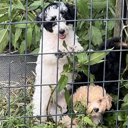 Inky - Parti female Poodle puppy in Lawrenceburg, Tennessee from Wright Pups