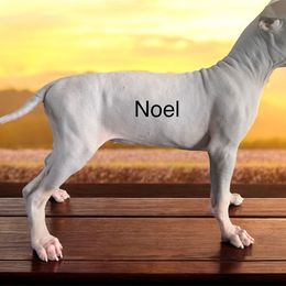 Noel - Blue American Hairless Terrier puppy in Cleveland, Texas from Poise Aussies & American Hairless Terriers