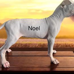 Noel - Blue American Hairless Terrier puppy in Cleveland, Texas from Poise Aussies & American Hairless Terriers