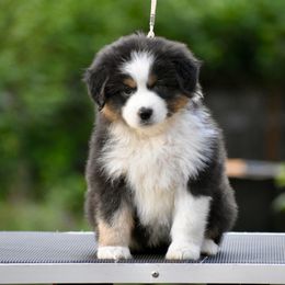 Australian Shepherd and Miniature American Shepherd Puppies from Bright Heart Aussies & Miniature American Shepherds