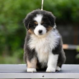 Australian Shepherd and Miniature American Shepherd Puppies from Bright Heart Aussies & Miniature American Shepherds
