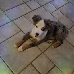 Spencer - Blue merle male Miniature Australian Shepherd puppy in Copperas Cove, Texas from Hidden Leaf Aussies
