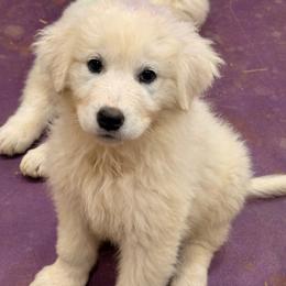 Purple Girl - White female Maremma Sheepdog puppy in Kings County, California from Prancing Pony Farm Maremma Sheepdogs