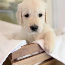 Golden Retriever and Poodle Puppies from Clementi Pearl Golden and Poodle