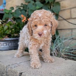 Green Collar Boy - Apricot male Poodle puppy in Laveen, Arizona from Neely Family Poodles