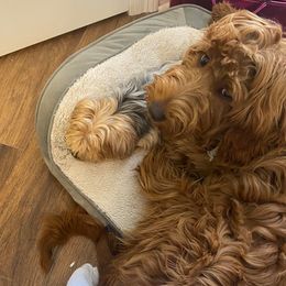 Goldendoodles from Jonette Marshall's Goldendoodles