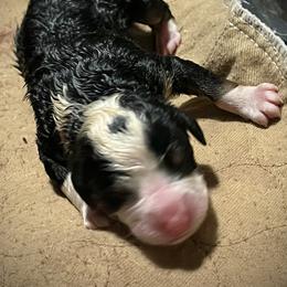 Girl 4 - Tri-color female Bernedoodle puppy in Kansas City, Missouri from Beary GoldenDoodles
