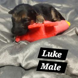 Luke Black Collar - Black and red male German Shepherd puppy in Bedias, Texas from TiPi S Ranch's German Shepherds