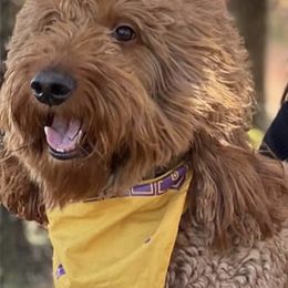 Goldendoodles from Sassy-Lu Doodles