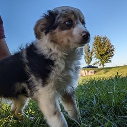 Aussiedoodle, Australian Shepherd, Bernedoodle, Cockapoo, and Poodle Puppies from Sis' Doodles & Poodles