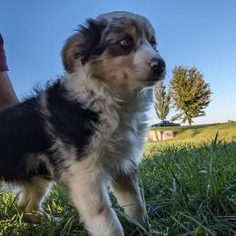 Aussiedoodle, Australian Shepherd, Bernedoodle, Cockapoo, and Poodle Puppies from Sis' Doodles & Poodles