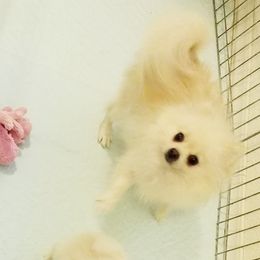 Cadi - Pomeranian