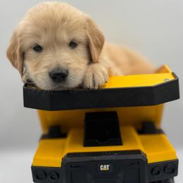 Gray Collar - Golden male Golden Retriever puppy in Tyler, Texas from Cedar Hollow Retrievers