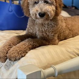 Goldendoodle Puppies from 3 Aces Doodles