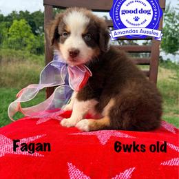 RTM lime collar - Red tri-color male Australian Shepherd puppy in Greenville, Texas from Amandas Aussies