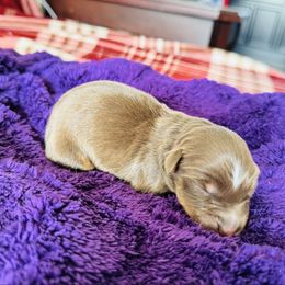 Bear - Red tri-color male Australian Shepherd puppy in Charlotte, North Carolina from Awesome Aussies