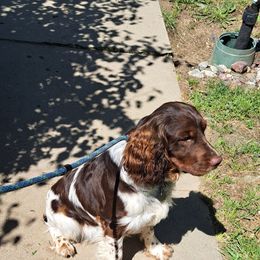 English Springer Spaniel Puppies from Springer's Journey Spaniels