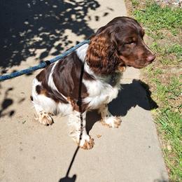 English Springer Spaniel Puppies from Springer's Journey Spaniels