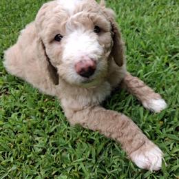 Goldendoodle Puppies from Whisper Wood Creek