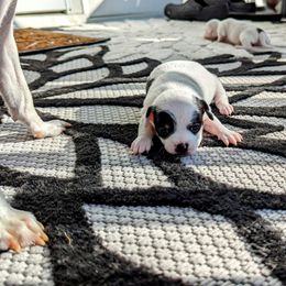 Chihuahua Puppies from Wilds Farms