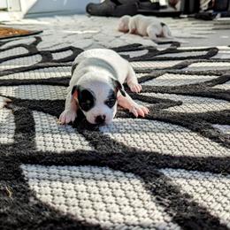 Chihuahua Puppies from Wilds Farms