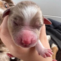 Hazel - Red merle female Australian Shepherd puppy in Columbia Falls, Montana from Firefly Horse Co Wellness Retreat Center