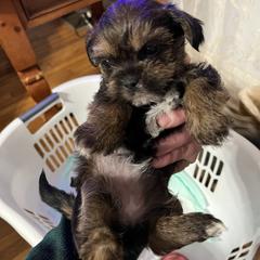 Shorkie Puppies from Wilson Kennel