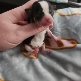 Theo - Black and white male Chihuahua puppy in Ashtabula, Ohio from Paw's & Awe's Chihuahuas