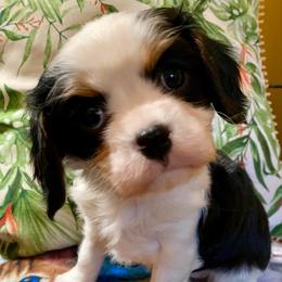 Valentine - Tri-color female Cavalier King Charles Spaniel puppy in Fort White, Florida from Animal Encore’s Cavalier King Charles Spaniels