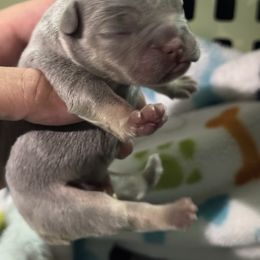 Boy 2 - French Bulldog puppy from Old Frenchie Air Corp