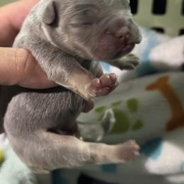 Boy 2 - French Bulldog puppy from Old Frenchie Air Corp