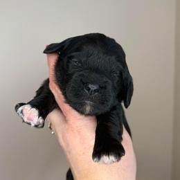 Eve - Black female Cavapoo puppy in Grand Blanc, Michigan from Halsey Poodles and Doodles