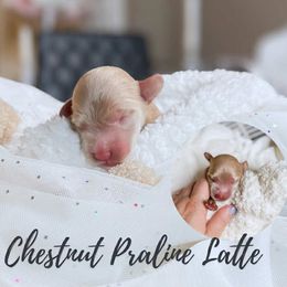 Chestnut (Chestnut praline latte) - Red male Cockapoo puppy in Hopkins County, Texas from Boutique Doodles