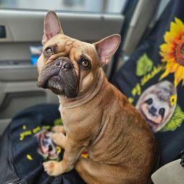 Fancy - French Bulldog