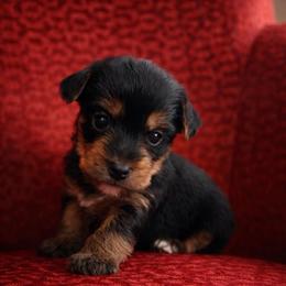 Sage - Black and tan male Yorkshire Terrier puppy in Iron Mountain, Michigan from Celestial Family Terriers (Yooper Yorkies)