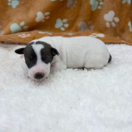 Ringo - White and blue male Italian Greyhound puppy in West Plains, Missouri from Sycamore Ridge Puppies