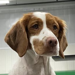 Brittanys from Hi-Hope Kennel