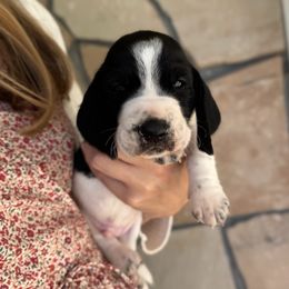 George - Black and white male Basset Hound puppy in Yarnell, Arizona from Boulder Oak Bassets