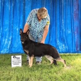 Kiss - German Shepherd