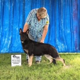 Kiss - German Shepherd