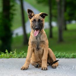 Stay Wild's Nala - Yellow female Dutch Shepherd puppy in Alum Creek, West Virginia from Stay Wild K9